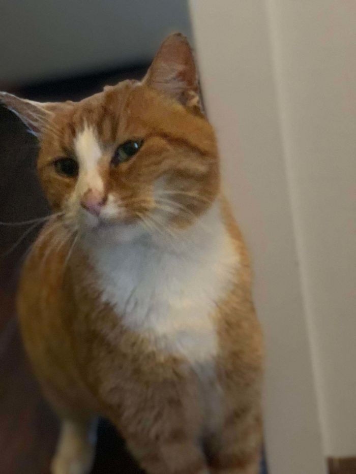 26 Stories Of Owners Finding Missing Cats Years After They Disappeared 26 Stories Of Owners Finding Missing Cats Years After They Disappeared