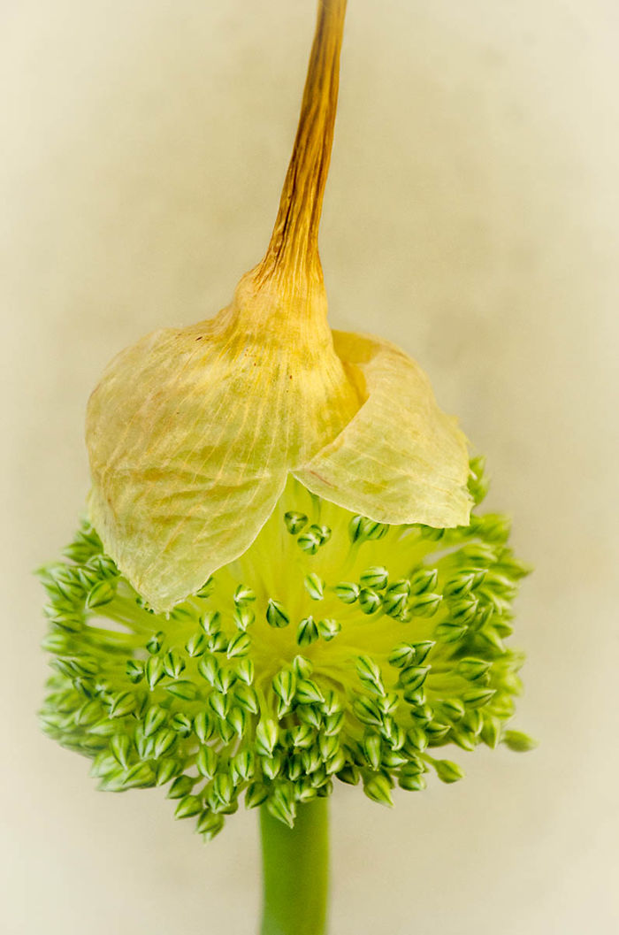 The 2020 Macro Art Photography Awards Just Announced Its Winners And The Photos Are Breathtaking The 2020 Macro Art Photography Awards Just Announced Its Winners And The Photos Are Breathtaking