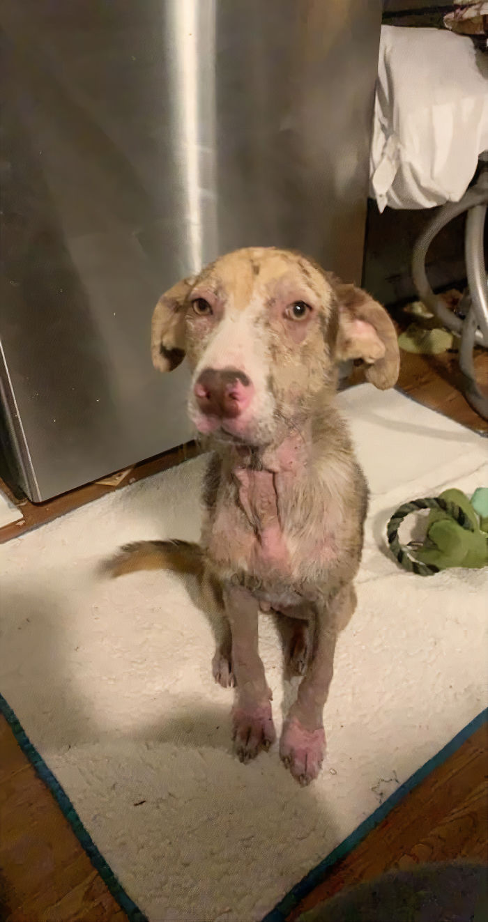 Poor Stray Dog Comes To Rest On This Family&#8217;s Porch, Refuses To Leave