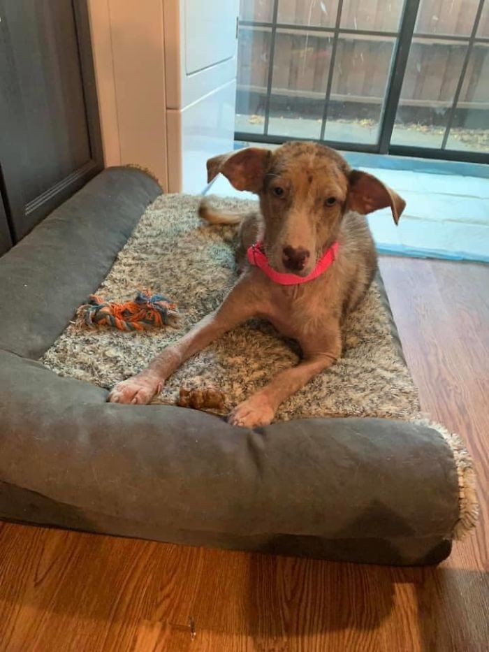 Poor Stray Dog Comes To Rest On This Family&#8217;s Porch, Refuses To Leave