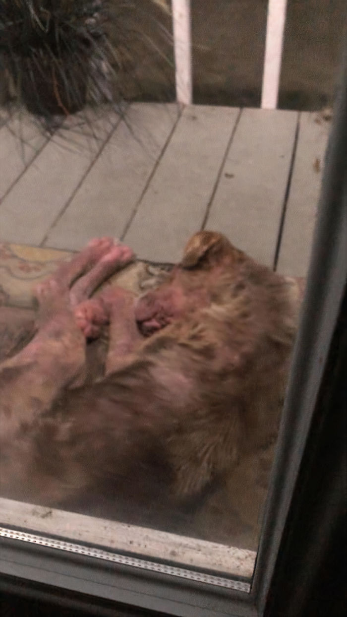 Poor Stray Dog Comes To Rest On This Family&#8217;s Porch, Refuses To Leave