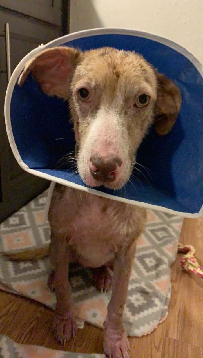 Poor Stray Dog Comes To Rest On This Family&#8217;s Porch, Refuses To Leave