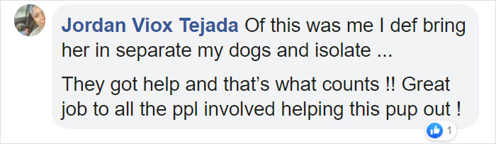 Poor Stray Dog Comes To Rest On This Family&#8217;s Porch, Refuses To Leave