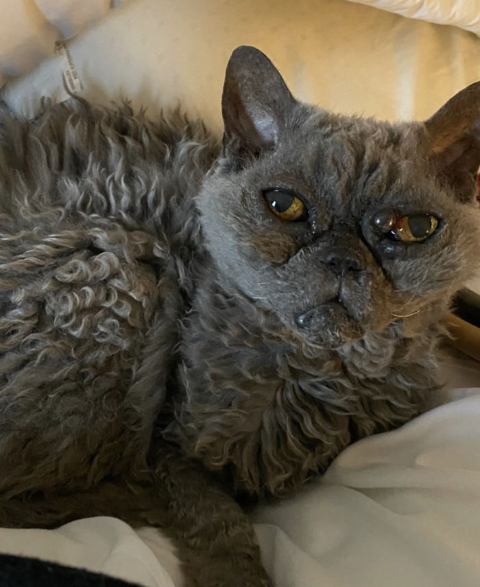 This Curly Haired 17-Year-Old Cat Looks Like He’s Seen Some Stuff This Curly Haired 17-Year-Old Cat Looks Like He’s Seen Some Stuff