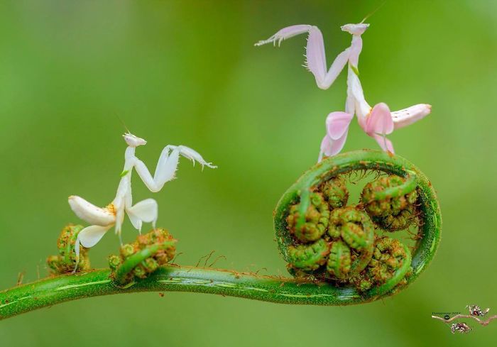 Photographer Captures Amusing Pics Of Stunning Mantises, And Here Are 30 Of The Best Ones