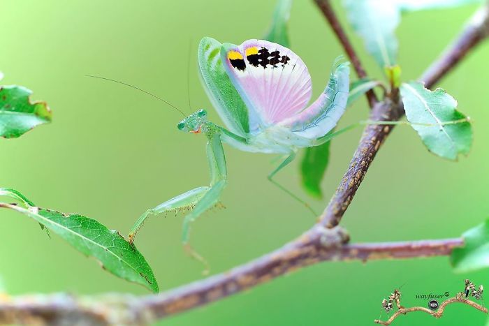 Photographer Captures Amusing Pics Of Stunning Mantises, And Here Are 30 Of The Best Ones