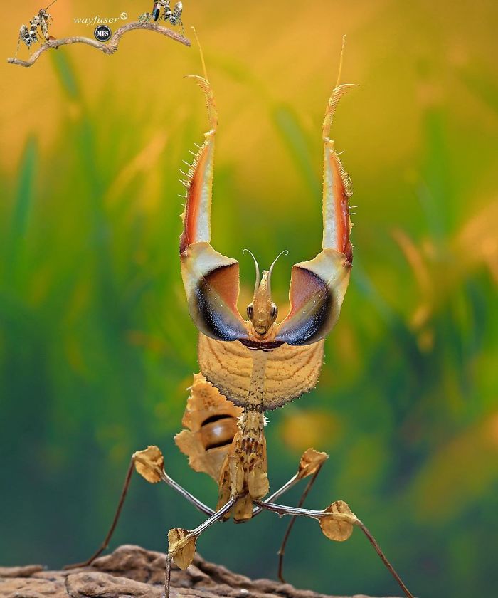 Photographer Captures Amusing Pics Of Stunning Mantises, And Here Are 30 Of The Best Ones