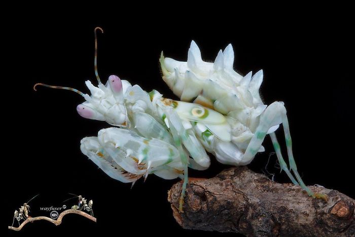 Photographer Captures Amusing Pics Of Stunning Mantises, And Here Are 30 Of The Best Ones