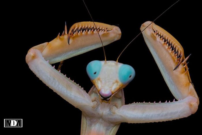 Photographer Captures Amusing Pics Of Stunning Mantises, And Here Are 30 Of The Best Ones