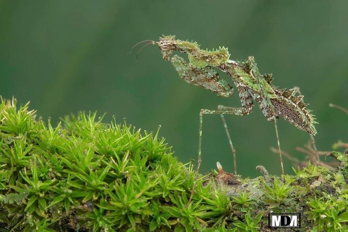 Photographer Captures Amusing Pics Of Stunning Mantises, And Here Are 30 Of The Best Ones