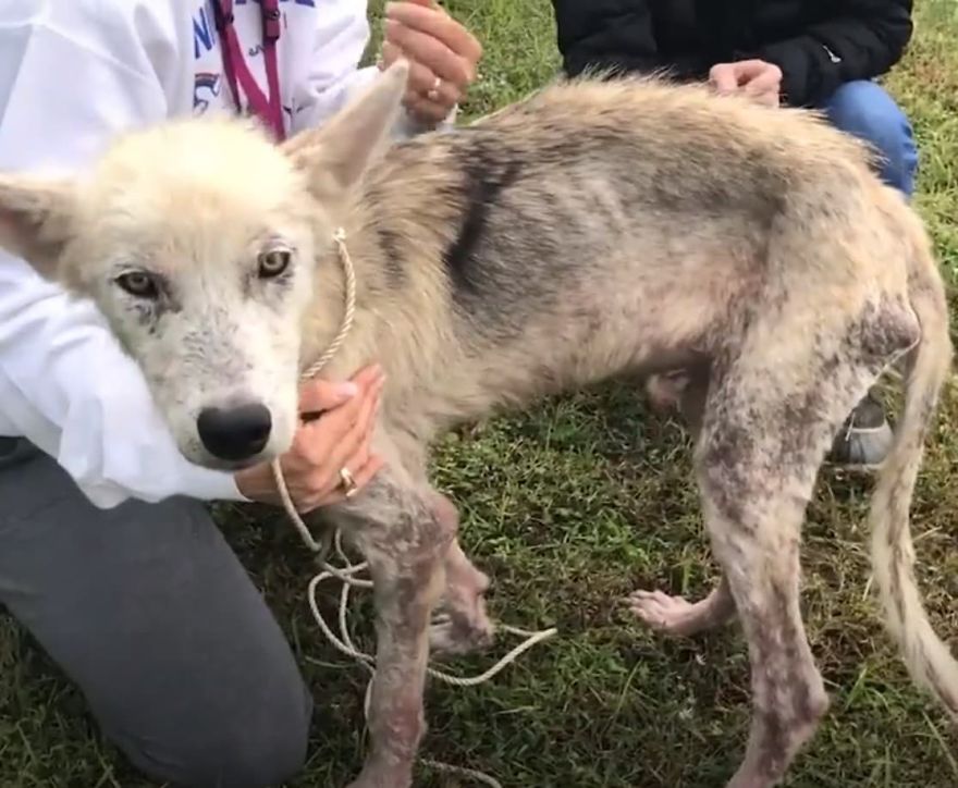 Cruel Man Starves Husky As Revenge On His Wife That Divorced Him, The Dog Undergoes Amazing Transformation After Being Rescued Cruel Man Starves Husky As Revenge On His Wife That Divorced Him, The Dog Undergoes Amazing Transformation After Being Rescued