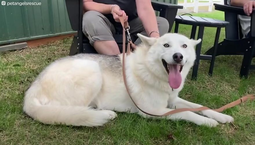 Cruel Man Starves Husky As Revenge On His Wife That Divorced Him, The Dog Undergoes Amazing Transformation After Being Rescued Cruel Man Starves Husky As Revenge On His Wife That Divorced Him, The Dog Undergoes Amazing Transformation After Being Rescued