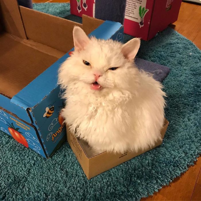 Meet Chirico, A Cat Whose Facial Expressions Make Her Look Like She’s Always Judging Others (30 Pics) Meet Chirico, A Cat Whose Facial Expressions Make Her Look Like She’s Always Judging Others (30 Pics)