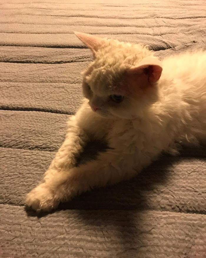 Meet Chirico, A Cat Whose Facial Expressions Make Her Look Like She’s Always Judging Others (30 Pics) Meet Chirico, A Cat Whose Facial Expressions Make Her Look Like She’s Always Judging Others (30 Pics)