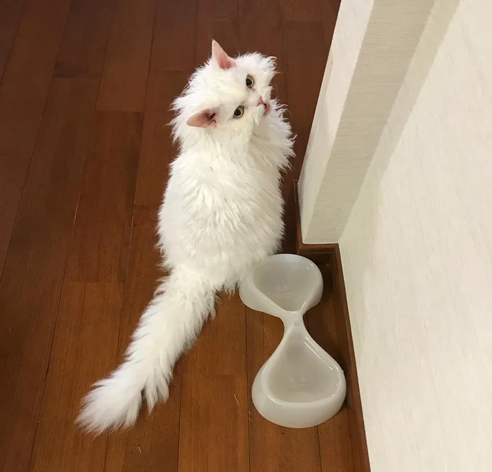 Meet Chirico, A Cat Whose Facial Expressions Make Her Look Like She’s Always Judging Others (30 Pics) Meet Chirico, A Cat Whose Facial Expressions Make Her Look Like She’s Always Judging Others (30 Pics)