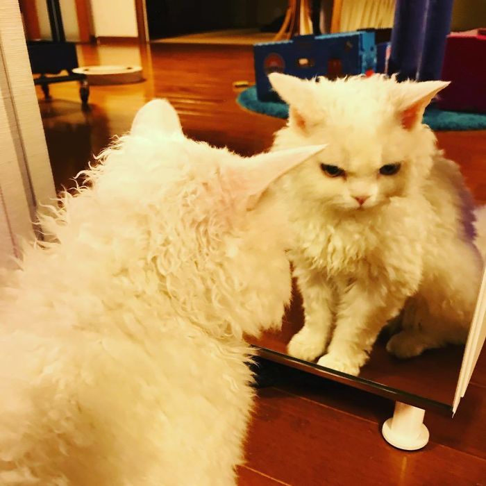Meet Chirico, A Cat Whose Facial Expressions Make Her Look Like She’s Always Judging Others (30 Pics) Meet Chirico, A Cat Whose Facial Expressions Make Her Look Like She’s Always Judging Others (30 Pics)