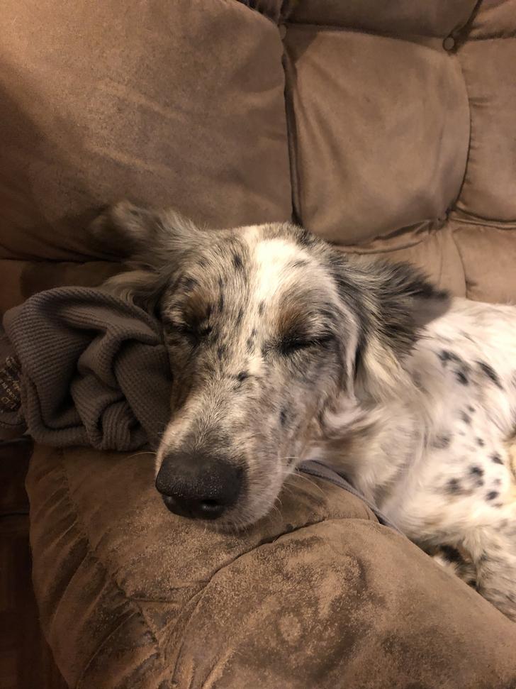 A Girl Posts A Photo Of A Pupper That Looks Like An Oreo, Others Jump On The Bandwagon By Posting Their Own Oreo Dogs A Girl Posts A Photo Of A Pupper That Looks Like An Oreo, Others Jump On The Bandwagon By Posting Their Own Oreo Dogs