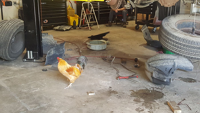 Abandoned Rooster Randomly Shows Up At Auto Shop And Decides He “Works” Here Now Abandoned Rooster Randomly Shows Up At Auto Shop And Decides He “Works” Here Now