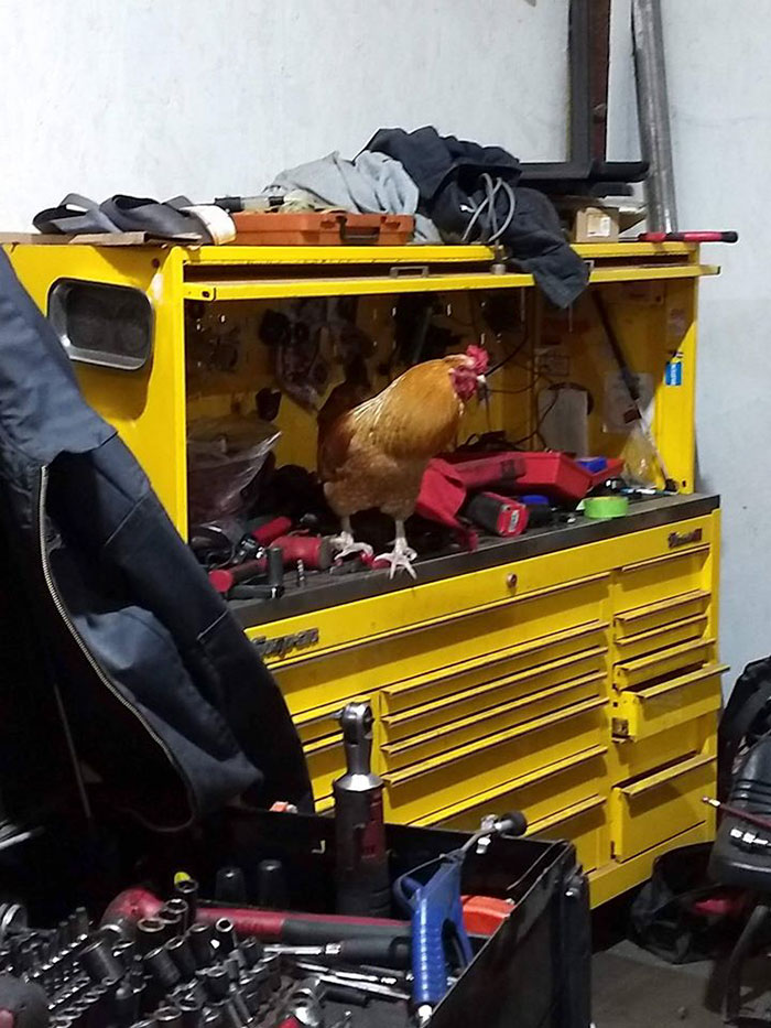 Abandoned Rooster Randomly Shows Up At Auto Shop And Decides He “Works” Here Now Abandoned Rooster Randomly Shows Up At Auto Shop And Decides He “Works” Here Now