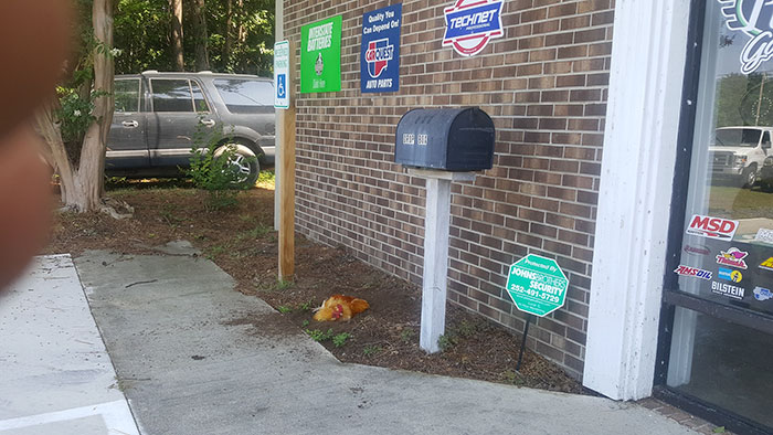 Abandoned Rooster Randomly Shows Up At Auto Shop And Decides He “Works” Here Now Abandoned Rooster Randomly Shows Up At Auto Shop And Decides He “Works” Here Now