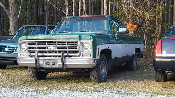 Abandoned Rooster Randomly Shows Up At Auto Shop And Decides He “Works” Here Now Abandoned Rooster Randomly Shows Up At Auto Shop And Decides He “Works” Here Now