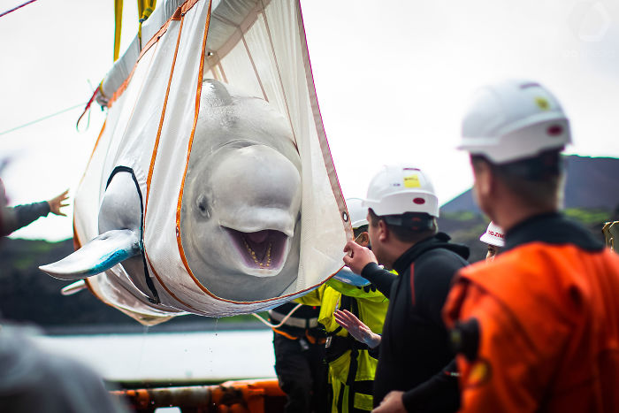 Two Beluga Whales Are Rescued From Performing As Show Animals In China, And Their Smiles Say It All
