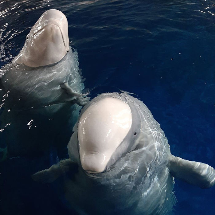Two Beluga Whales Are Rescued From Performing As Show Animals In China, And Their Smiles Say It All