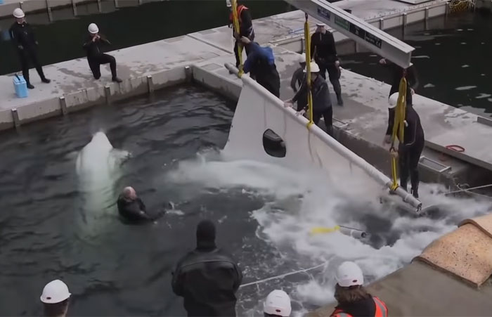 Two Beluga Whales Are Rescued From Performing As Show Animals In China, And Their Smiles Say It All