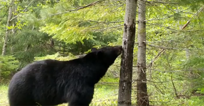 Photographer Finds A Surprise Visitor When Checking Pics On His Camera Trap Photographer Finds A Surprise Visitor When Checking Pics On His Camera Trap
