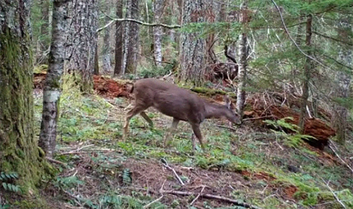 Photographer Finds A Surprise Visitor When Checking Pics On His Camera Trap Photographer Finds A Surprise Visitor When Checking Pics On His Camera Trap