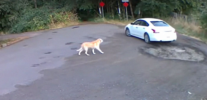 Cruel Owner Leads Tail-Wagging Senior Labrador Into The Woods, Abandons Him, And Drives Off In Her Tesla Cruel Owner Leads Tail-Wagging Senior Labrador Into The Woods, Abandons Him, And Drives Off In Her Tesla