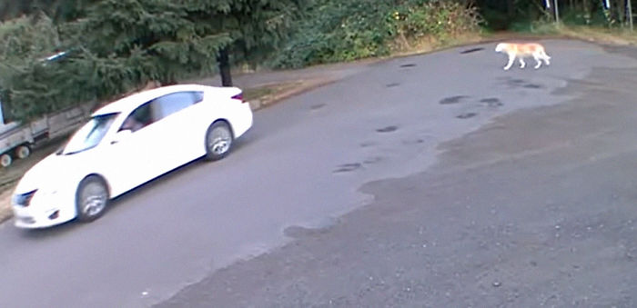 Cruel Owner Leads Tail-Wagging Senior Labrador Into The Woods, Abandons Him, And Drives Off In Her Tesla Cruel Owner Leads Tail-Wagging Senior Labrador Into The Woods, Abandons Him, And Drives Off In Her Tesla