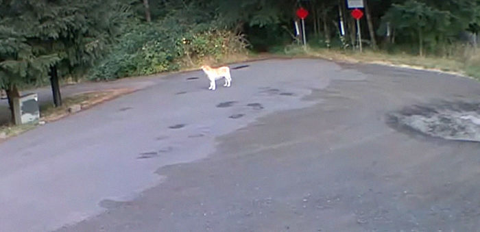 Cruel Owner Leads Tail-Wagging Senior Labrador Into The Woods, Abandons Him, And Drives Off In Her Tesla Cruel Owner Leads Tail-Wagging Senior Labrador Into The Woods, Abandons Him, And Drives Off In Her Tesla