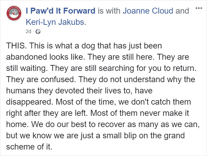 Cruel Owner Leads Tail-Wagging Senior Labrador Into The Woods, Abandons Him, And Drives Off In Her Tesla Cruel Owner Leads Tail-Wagging Senior Labrador Into The Woods, Abandons Him, And Drives Off In Her Tesla