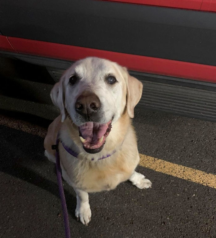 Cruel Owner Leads Tail-Wagging Senior Labrador Into The Woods, Abandons Him, And Drives Off In Her Tesla Cruel Owner Leads Tail-Wagging Senior Labrador Into The Woods, Abandons Him, And Drives Off In Her Tesla