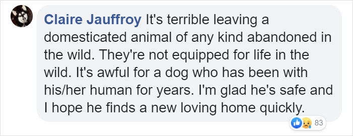 Cruel Owner Leads Tail-Wagging Senior Labrador Into The Woods, Abandons Him, And Drives Off In Her Tesla Cruel Owner Leads Tail-Wagging Senior Labrador Into The Woods, Abandons Him, And Drives Off In Her Tesla