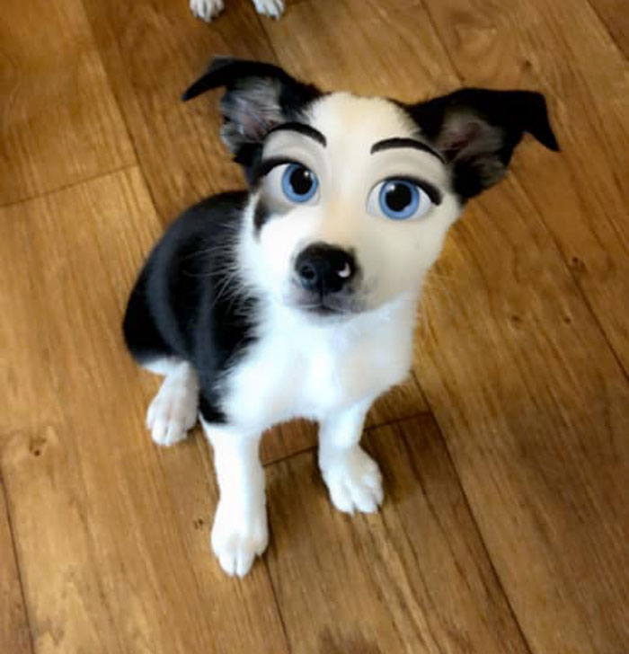 This New Snapchat Filter Makes Your Dog Look Like A Disney Character And Here Are 30 Of The Best Results This New Snapchat Filter Makes Your Dog Look Like A Disney Character And Here Are 30 Of The Best Results