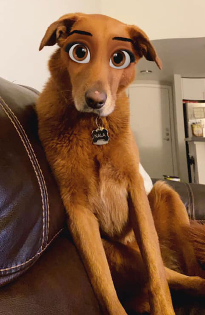 This New Snapchat Filter Makes Your Dog Look Like A Disney Character And Here Are 30 Of The Best Results This New Snapchat Filter Makes Your Dog Look Like A Disney Character And Here Are 30 Of The Best Results