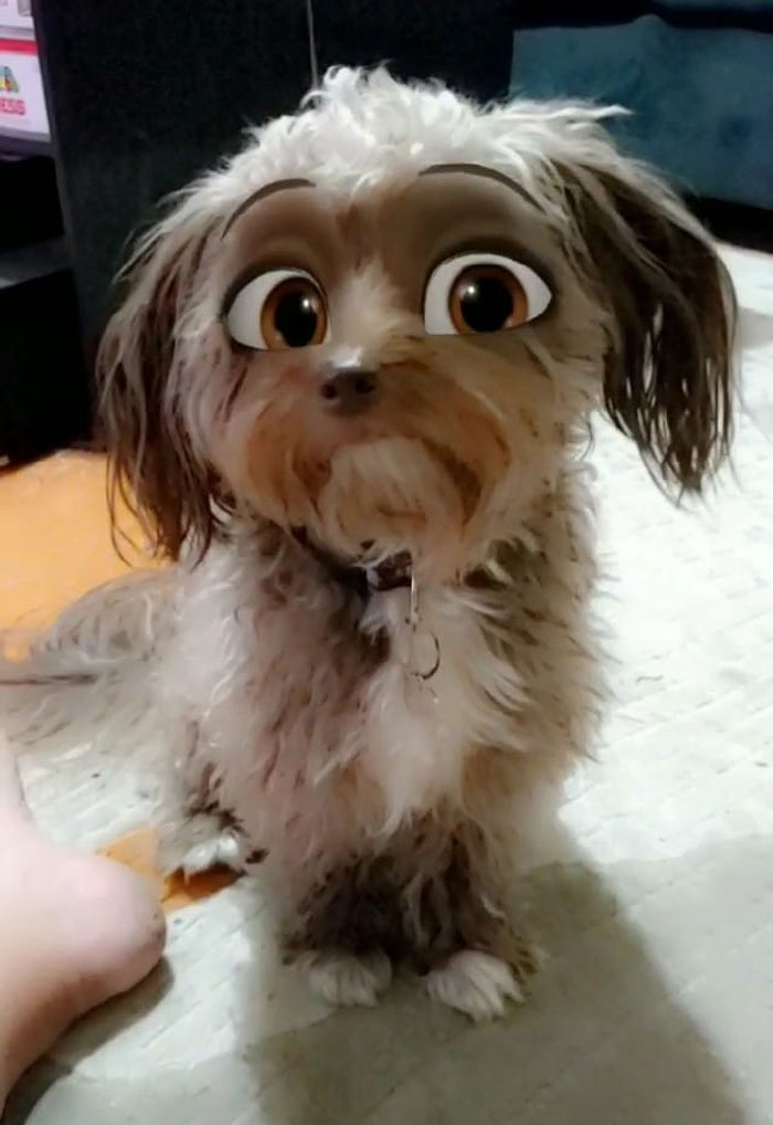 This New Snapchat Filter Makes Your Dog Look Like A Disney Character And Here Are 30 Of The Best Results This New Snapchat Filter Makes Your Dog Look Like A Disney Character And Here Are 30 Of The Best Results