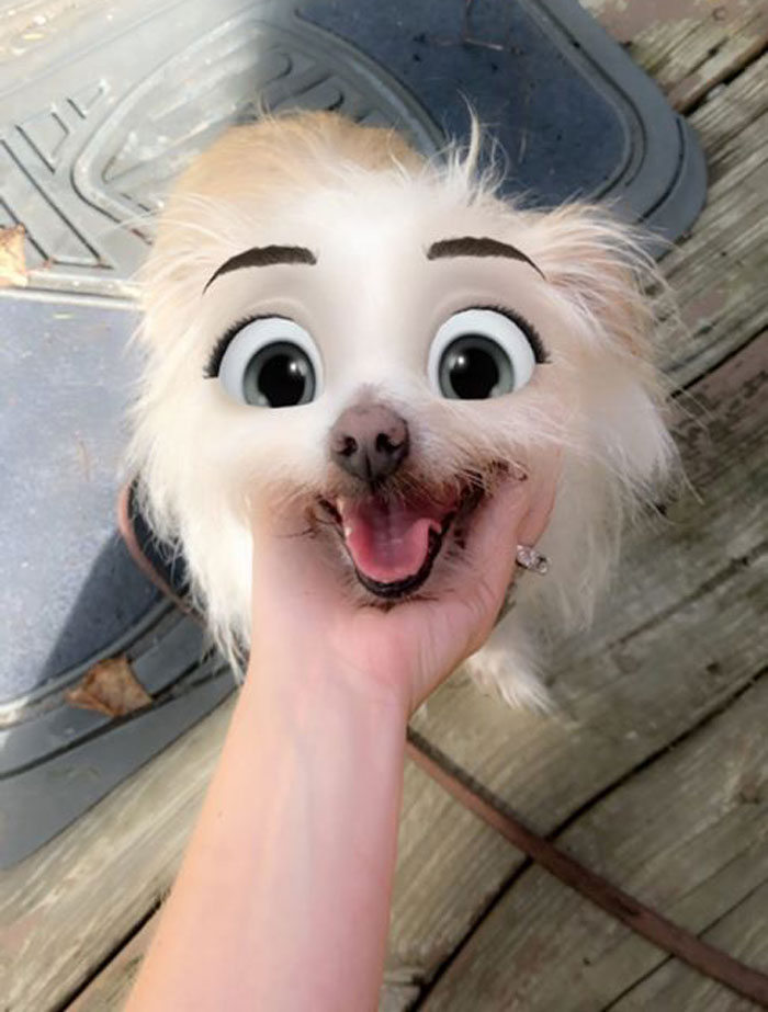 This New Snapchat Filter Makes Your Dog Look Like A Disney Character And Here Are 30 Of The Best Results This New Snapchat Filter Makes Your Dog Look Like A Disney Character And Here Are 30 Of The Best Results