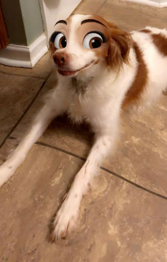 This New Snapchat Filter Makes Your Dog Look Like A Disney Character And Here Are 30 Of The Best Results This New Snapchat Filter Makes Your Dog Look Like A Disney Character And Here Are 30 Of The Best Results