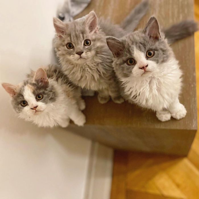 These Kitties Are Very Different From Your Usual Ones (30 Pics) These Kitties Are Very Different From Your Usual Ones (30 Pics)