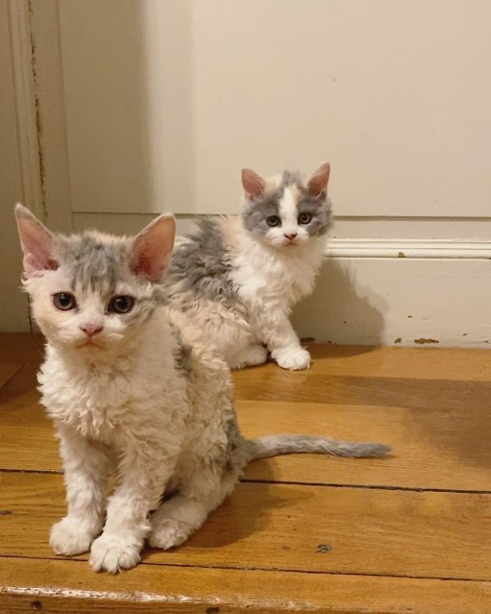 These Kitties Are Very Different From Your Usual Ones (30 Pics) These Kitties Are Very Different From Your Usual Ones (30 Pics)