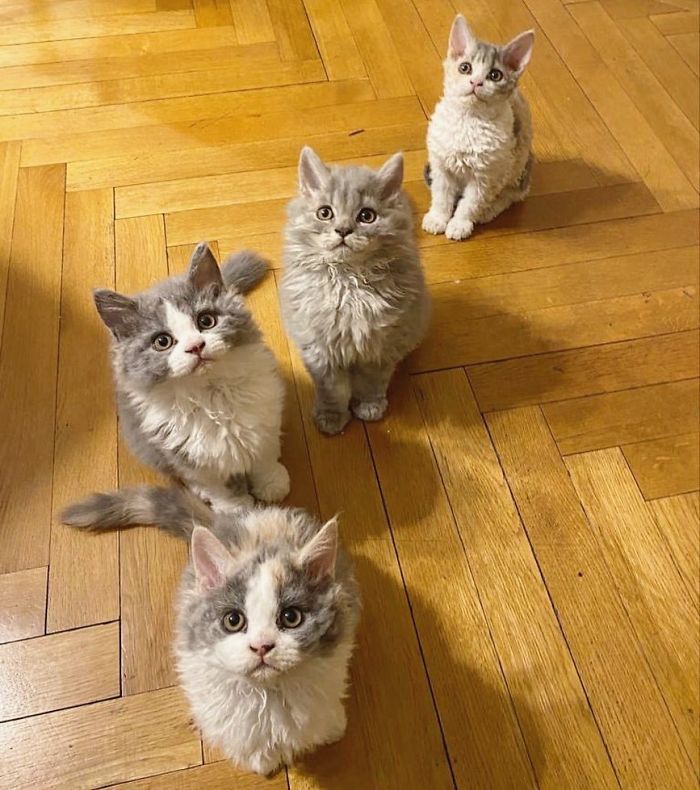 These Kitties Are Very Different From Your Usual Ones (30 Pics) These Kitties Are Very Different From Your Usual Ones (30 Pics)