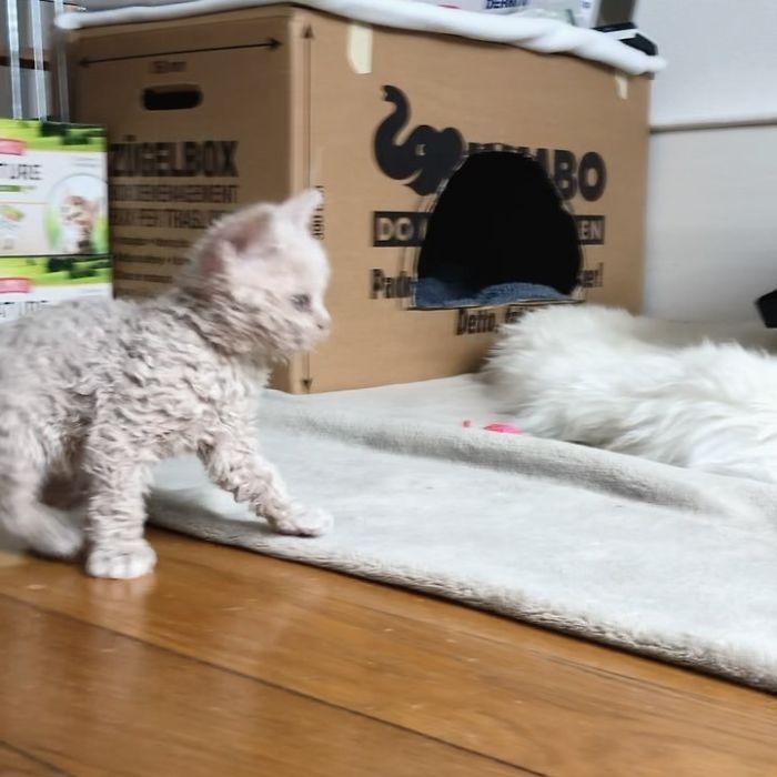 These Kitties Are Very Different From Your Usual Ones (30 Pics) These Kitties Are Very Different From Your Usual Ones (30 Pics)