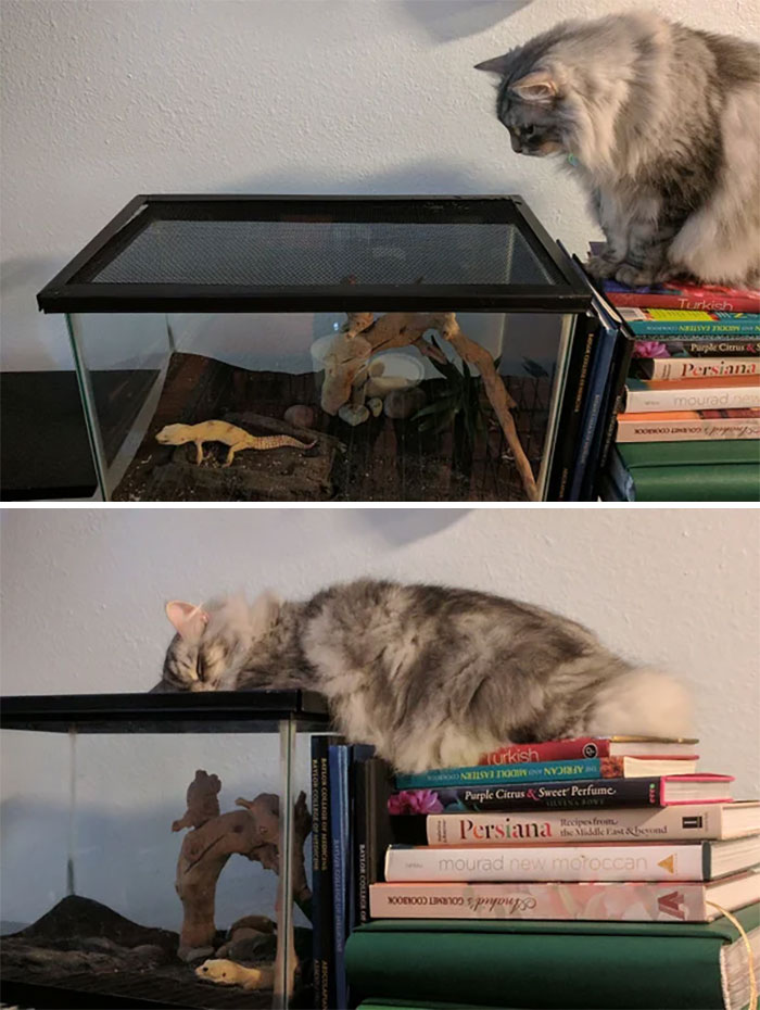 40 Times Cats Met Lizards And It Resulted In These Amusing Pics 40 Times Cats Met Lizards And It Resulted In These Amusing Pics