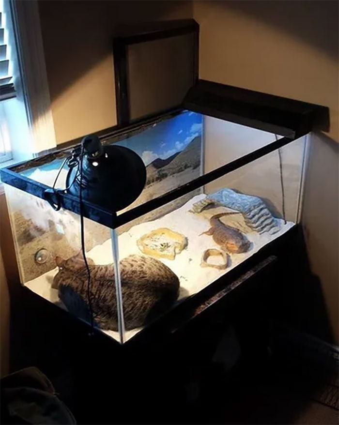 40 Times Cats Met Lizards And It Resulted In These Amusing Pics 40 Times Cats Met Lizards And It Resulted In These Amusing Pics