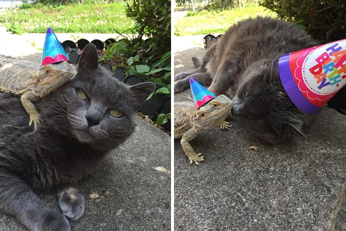 40 Times Cats Met Lizards And It Resulted In These Amusing Pics 40 Times Cats Met Lizards And It Resulted In These Amusing Pics