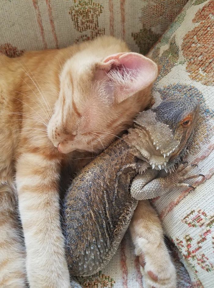 40 Times Cats Met Lizards And It Resulted In These Amusing Pics 40 Times Cats Met Lizards And It Resulted In These Amusing Pics