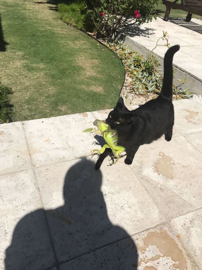 40 Times Cats Met Lizards And It Resulted In These Amusing Pics 40 Times Cats Met Lizards And It Resulted In These Amusing Pics